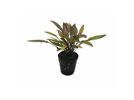 Cryptocoryne species brown