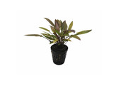 Cryptocoryne species brown