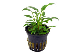 Cryptocoryne species green