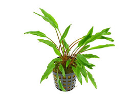 cryptocoryne undulata
