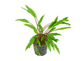 cryptocoryne undulata