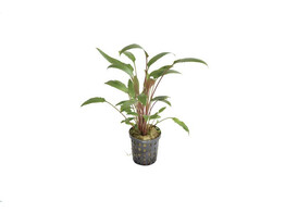 Cryptocoryne walkerii