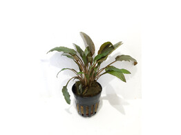 Cryptocoryne wendtii brown