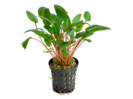 Cryptocoryne wendtii green