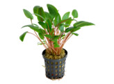 Cryptocoryne wendtii green