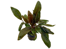Cryptocoryne wendtii Tropica
