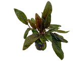 Cryptocoryne wendtii Tropica