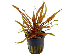 Cryptocoryne wendtii Tropica sp. Flamingo