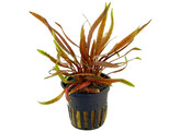 Cryptocoryne wendtii Tropica sp. Flamingo