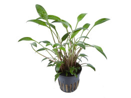 Cryptocoryne willissii