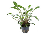 Cryptocoryne willissii
