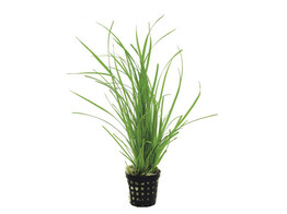 Cyperus helferi