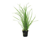 Cyperus helferi