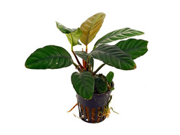 Anubias congensis round
