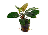 Anubias congensis round