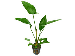 Anubias hastifolia