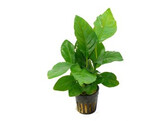 Anubias heterophylla
