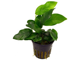 Anubias nana