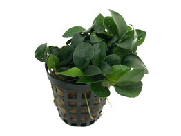 Anubias nana bonsai