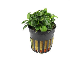 Anubias nana mini