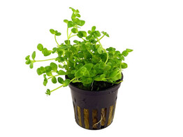 Bacopa australis