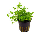 Bacopa australis