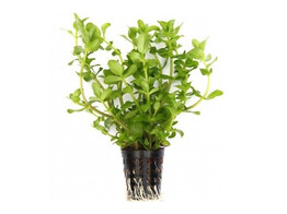 Bacopa caroliniana