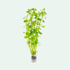 Bacopa monieri