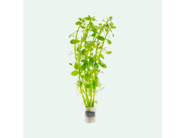 Bacopa monieri