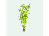 Bacopa monieri