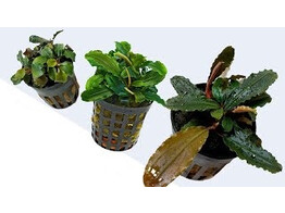 Buchephalandra mix