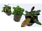 Buchephalandra mix