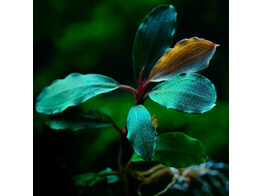 Buchephalandra sp  Blue green 