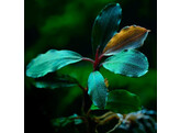 Buchephalandra sp  Blue green 