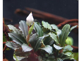 Buchephalandra sp. Mini red