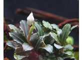 Buchephalandra sp. Mini red
