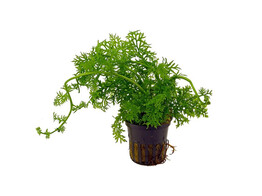 Ceratopteris thalictroides  fine 