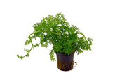 Ceratopteris thalictroides  fine 