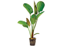 Echinodorus Felix
