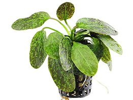 Echinodorus Green Flame