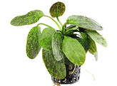 Echinodorus Green Flame