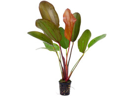 Echinodorus Hot Pepper