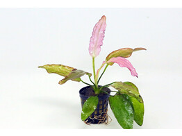 Echinodorus oriental