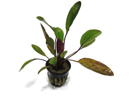 Echinodorus ozelot red