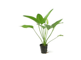Echinodorus Radicans