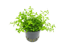 Gratiola viscidula