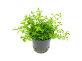 Gratiola viscidula