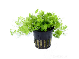 Hydrocotyle tripartita