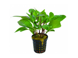 Hygrophila corymbosa