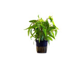 Hygrophila pantanl  wavy